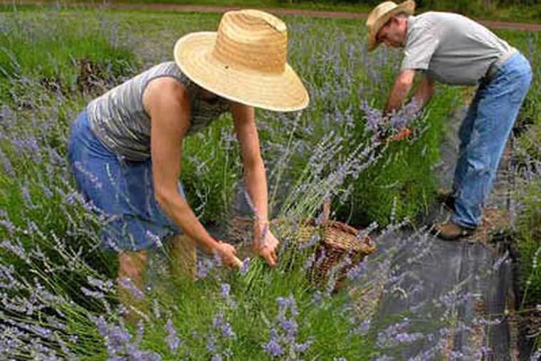 On their Peace Valley farm , Patti and George Lyons harvest the variety 'Super.' Lavender is a tolerant herb: They don't need to water or fertilize. Lavender does well even in a near drought. (Tom Gralish / Staff)