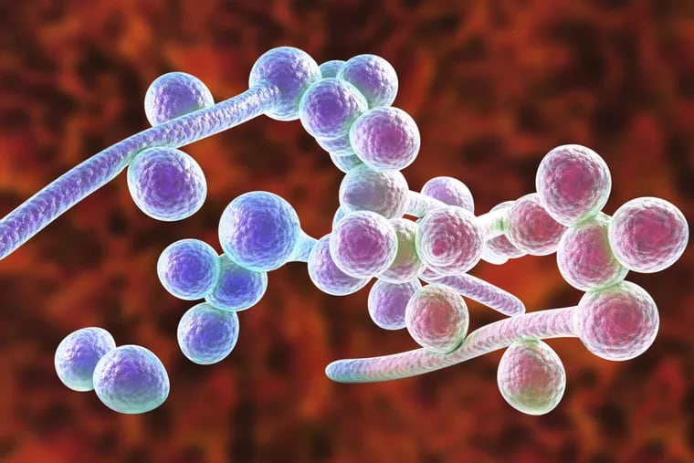 An illustration of candida, which refers to a wide variety of microorganisms in the yeast family, and some forms can live harmlessly in the body.
