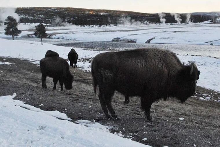 Bison gravitate toward Yellowstone's geyser basins, where warmer ground thins the snow cover and makes grazing easier. The park is the only place in the Lower 48 states where a population of wild bison has existed since prehistoric times.