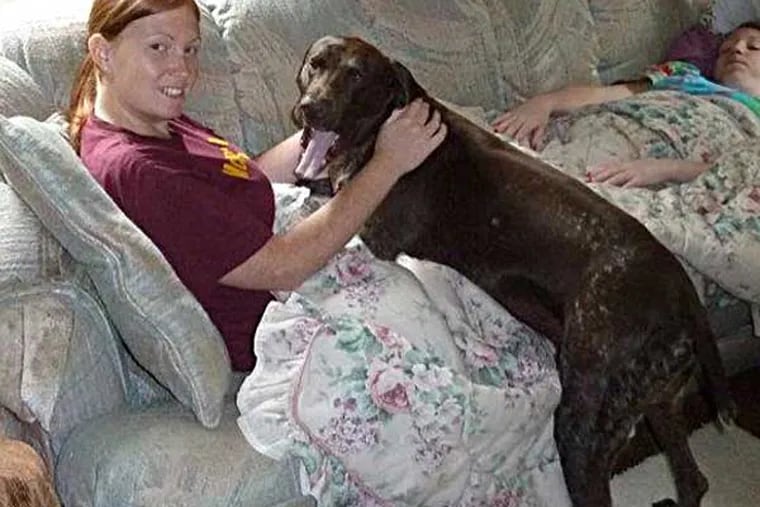 Dutch, a German shorthaird pointer, spends time with his owner's daughter Kate Cush. Dutch was fatally stabbed in the neck on a walking path at Pennypack Park.