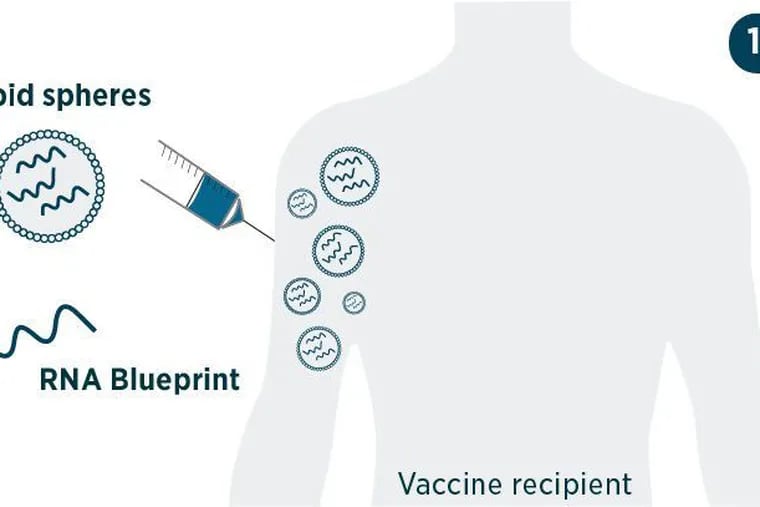 1. The person administering the shot depresses the syringe into the recipient's arm, injecting billions of tiny spheres made of waxy molecules called lipids. Each one contains several copies of the RNA blueprint for making the spike on a coronavirus particle.