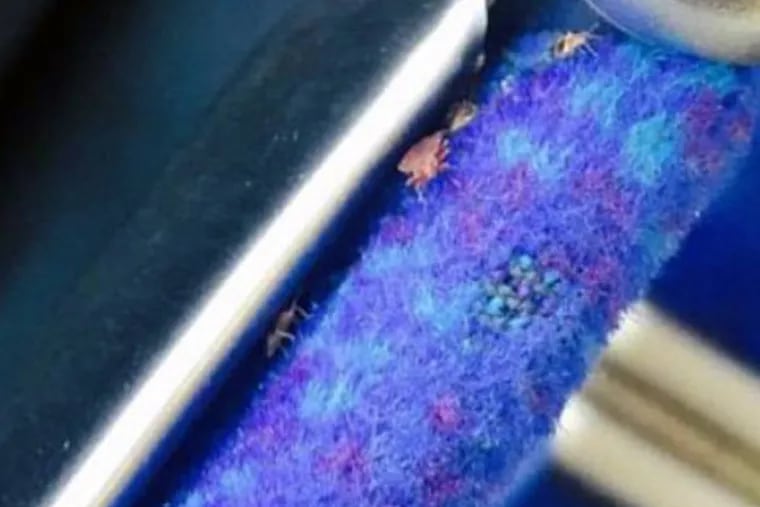 Possible bedbugs on a SEPTA bus. (Instagram)