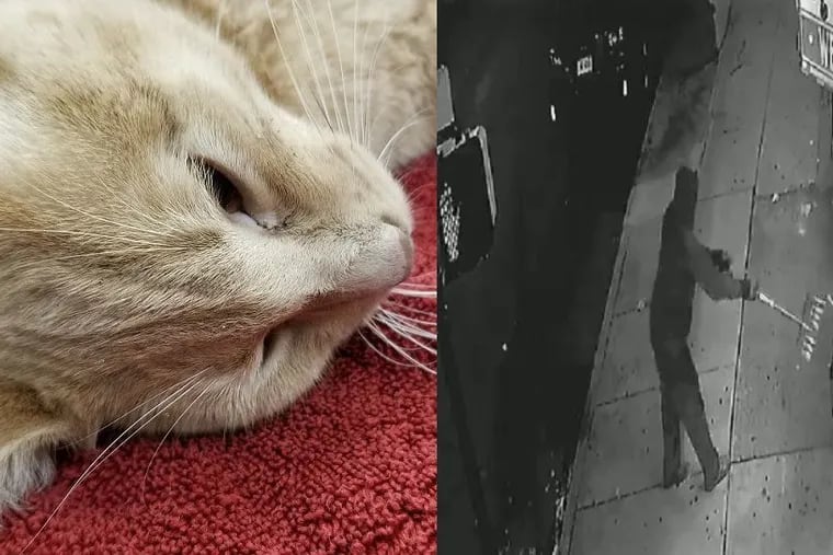 The Pennsylvania SPCA said Friday was pet cat was fatally shot with an arrow in West Philadelphia and surveillance video showed a person scooping the wounded - but still alive - cat with a shovel and dumping it in a trash can.