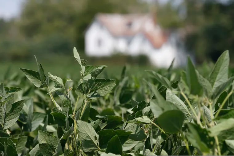 Soybean plants in a field in Virginia. Farmers who have yet to apply for government aid in response to China's retaliatory tariffs on soybeans will have to wait for the government to reopen in order to do so.