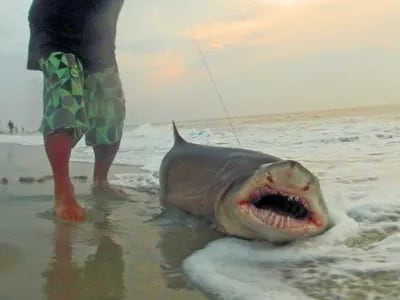 New sharks could be visiting the Jersey Shore thanks to climate change - nj .com