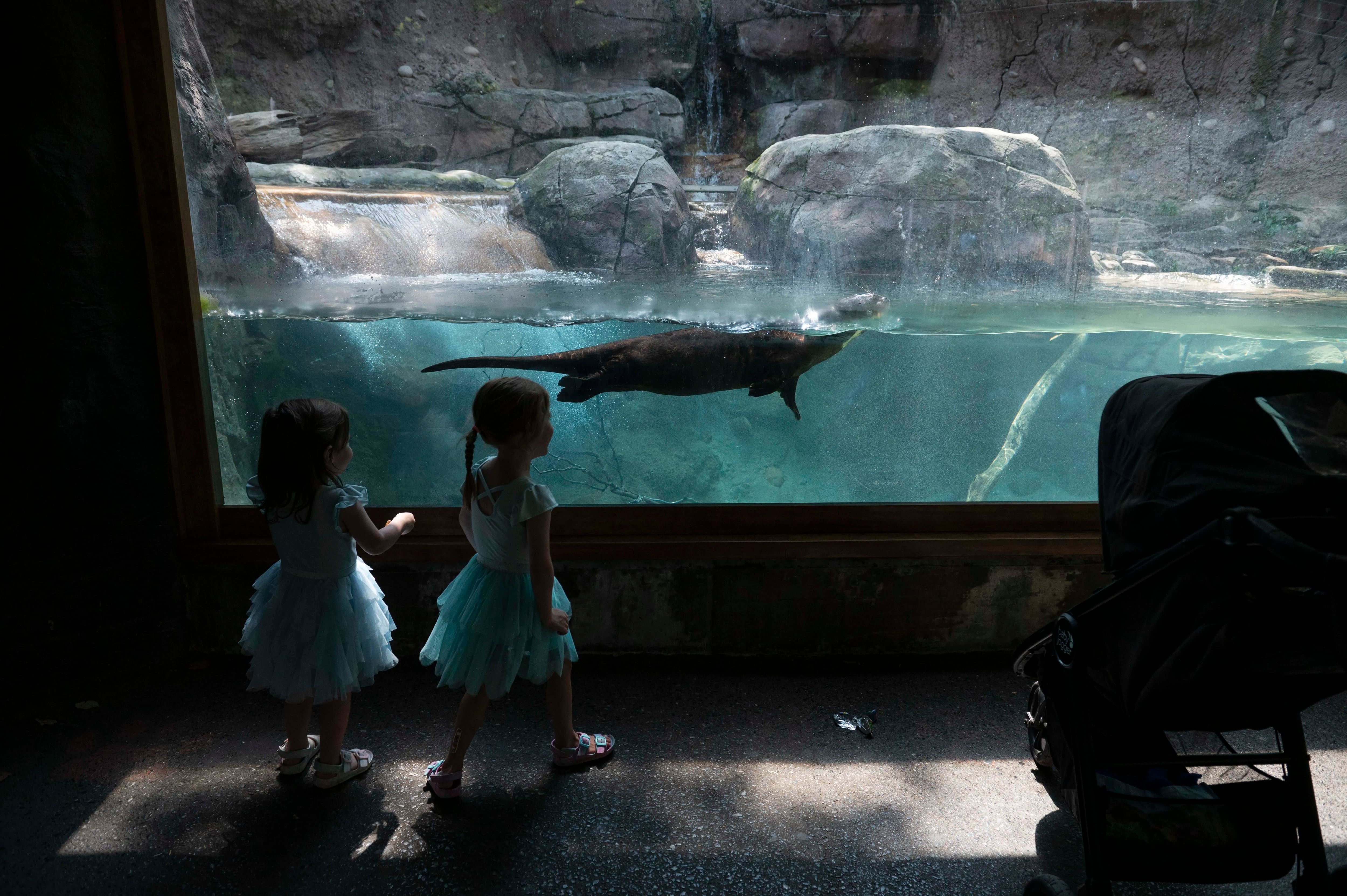 Children watch as a giant river otter swims by at The Philadelphia Zoo on Tuesday, Aug. 1, 2023.