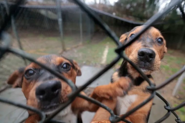 Philly animal rescues overwhelmed as families return their pandemic pups en  masse