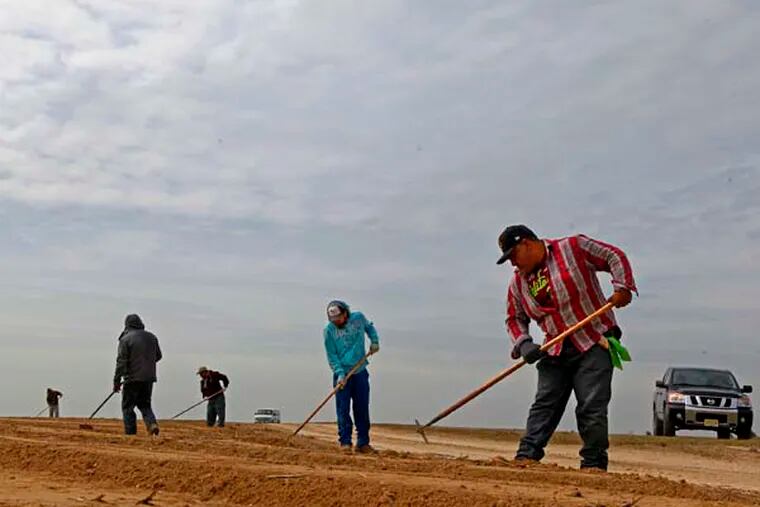 Migrant workers clean up the ends of rows planted with asparagus on Sheppard Farms in Cumberland County. In about two weeks the asparagus will be ready for picking. ( MICHAEL S. WIRTZ / Staff Photographer ) April 3, 2014.
