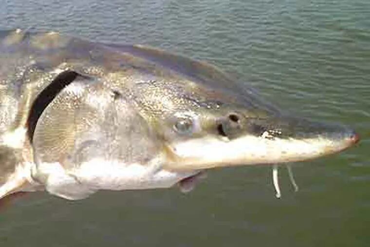 A sturgeon caught off New Jersey waters during a catch-and-release research trip in 2007. (File photo)