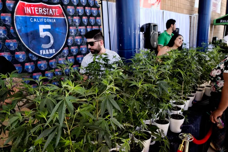 FILE - Marijuana clone plants are displayed for sale by Interstate 5 Farms at the cannabis-themed Kushstock Festival at Adelanto, Calif. When California voters broadly legalized marijuana, they were promised that a vast computer platform would closely monitor products moving through the new market. Sixteen months after the start of broad legal sales, just a few hundred operators are entering data into the track-and-trace system.