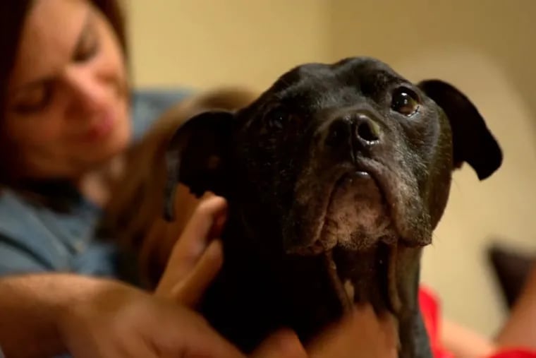 Cherry, one of the pit bulls rescued from Michael Vick's notorious dogfighting ring, was adopted by Paul and Melissa Fiaccone in 2010 and is among a handful of "Victory Dogs" that remain alive.