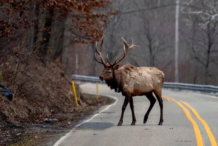 An elk bull crosses the road in Benezette Mar. 1, 2021. In 1913 the Pennsylvania Game Commission began importing elk from the mushrooming herds at Yellowstone National Park. Decades later the herd now numbers more than 1,400.