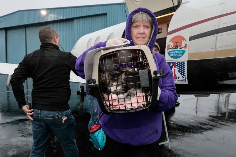 Volunteer Bea Freel helps move Mavi to a van going to the Brandywine Valley SPCA West Chester shelter. Dozens of shelter dogs and cats rescued from Hurricane Ian’s devastation were airlifted to New Castle Airport on Monday.