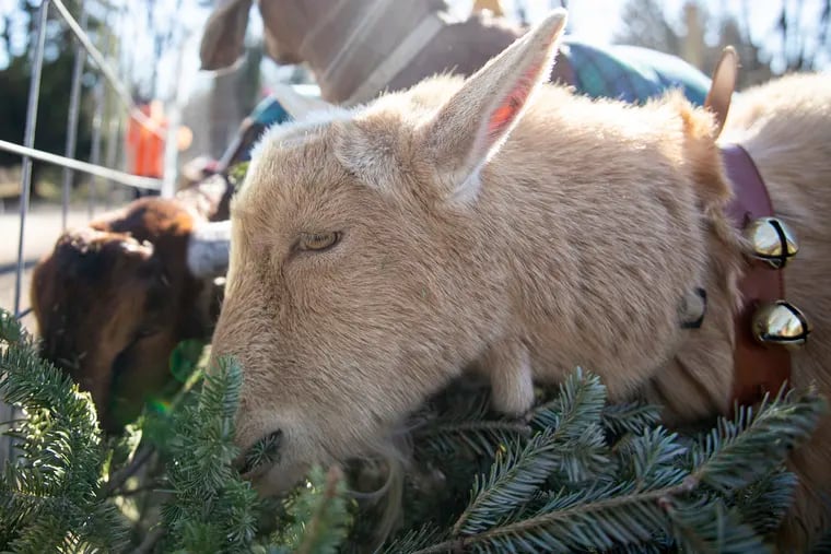 Oliver, a mixed Saanen goat, eats a Christmas trees at Awbury Arboretum where families can drop off their used Christmas trees and park to pet and feed the goats on Saturday, Jan. 7.