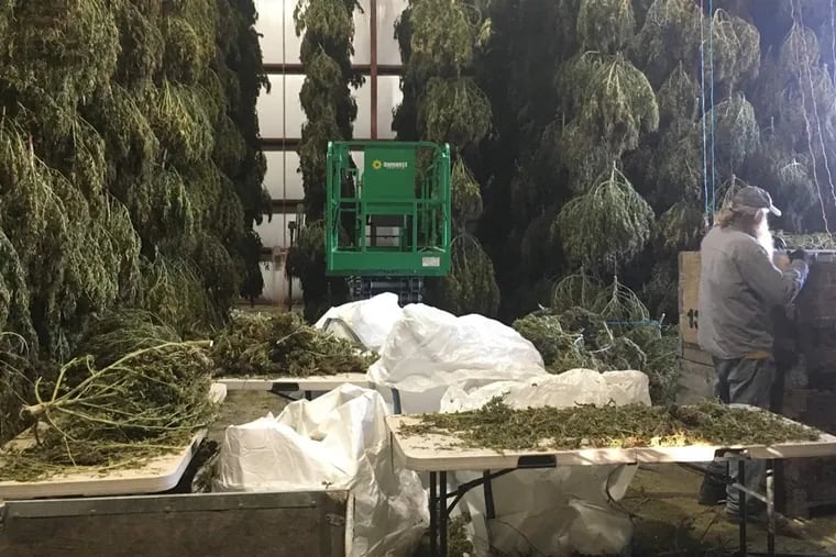 Oregon farmer Steve Fry inspects hemp in the drying barn on his family farm. Lack of drying space has slowed the pace of harvest for many growers in Oregon this year. Photo: The Pew Charitable Trusts