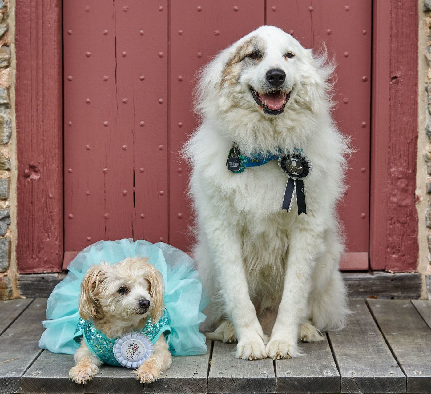 You Can Go To A Dog Wedding This Weekend In Media Here S How To Plan Your Own