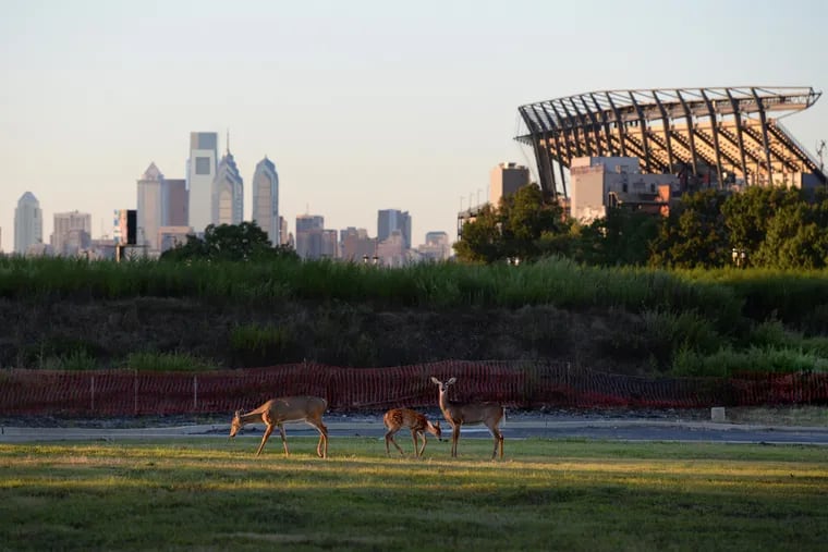 A group of deer wander the edges of the Navy Yard in South Philadelphia in 2015, one of the sites proposed as a potential site for Amazon's HQ2 office expansion.