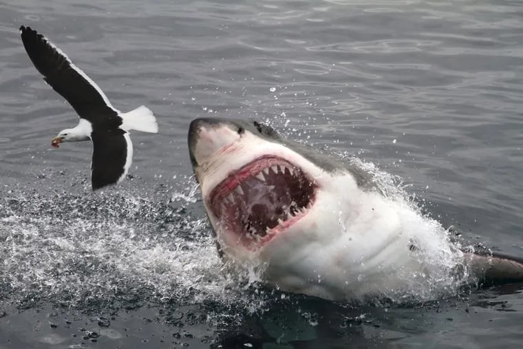 Great white shark attacking a gull.