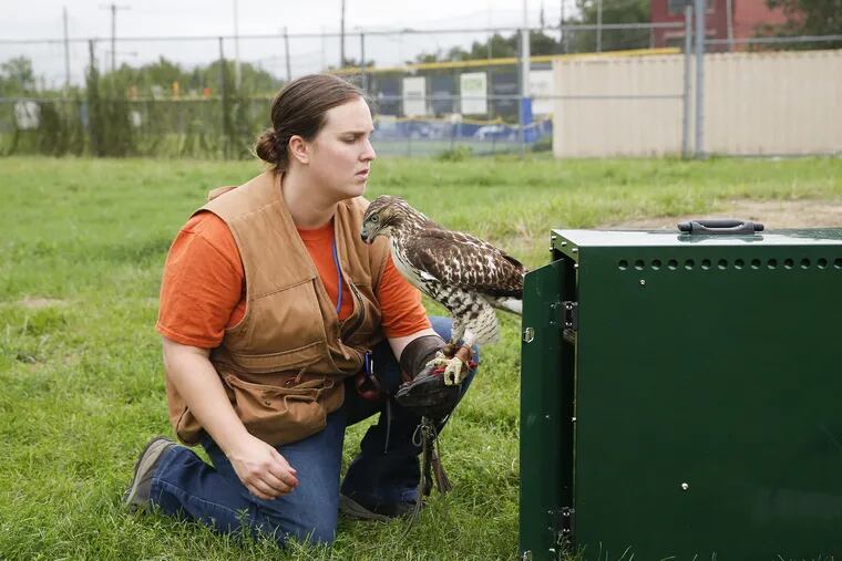 Licensed falconer Courtney Douds holds her red-tailed hawk Addy near the cage, during a training session at the 48th & Woodland Playground in Southwest Philadelphia on Friday, September 14, 2018.