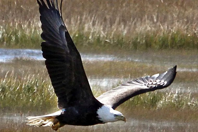 File: A bald eagle soars over the marshes off North Wildwood Boulevard in the Grassy Sound section of Middle Township, N.J.