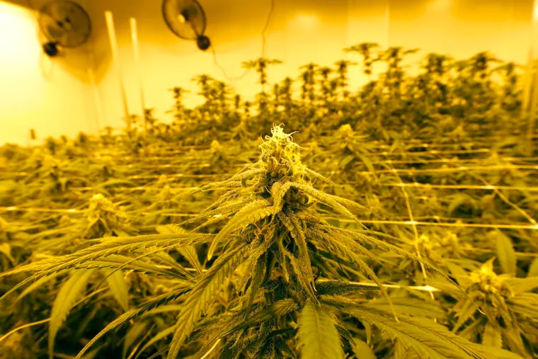 Marijuana plants growing under special grow lights. Harvest Inc. of Arizona announced it was acquiring Pennsylvania's Frankin Labs to grow cannabis in Reading.
