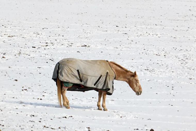 Swaddled in its winter warmest, a horse grazes as best it can in a snow-covered field - one unlikely to be bare any time soon - in West Fallowfield, Chester County. (Laurence Kesterson / Staff)