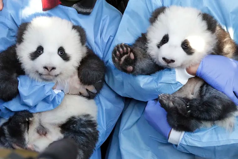 Zookeeper hold 'Meng Yuan' and 'Meng Xiang' during a name-giving event for the young panda twins at the Berlin Zoo in Berlin, Germany, Monday, Dec. 9, 2019. China's permanent loan Pandas Meng Meng and Jiao Qing are the parents of the two cubs that were born on Aug. 31 at the Zoo in Berlin.