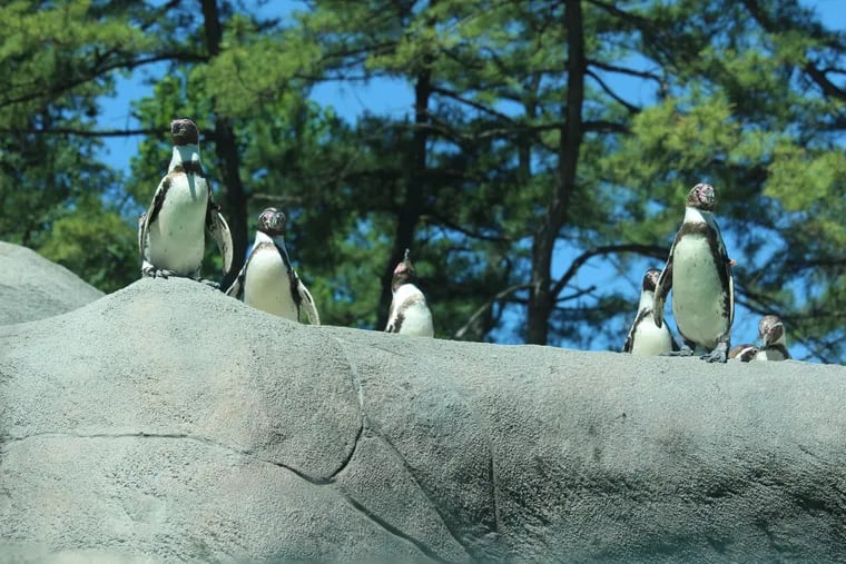 Penguins at the Philadelphia Zoo.