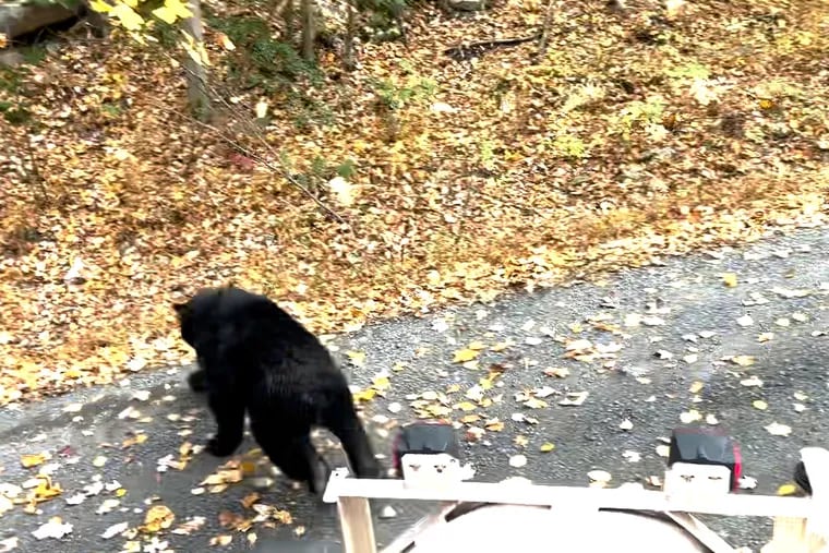 A black bear that captured the attention of Montgomery County residents since Wednesday was finally released into the state game lands Friday, according to the Pennsylvania Game Commission.
