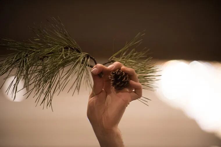 A 23-year-old protester from Mahwah, NJ holds an acorn and pine needles in protest of the Pinelands Pipeline at the Crowne Plaza Hotel in Cherry Hill, NJ on Friday afternoon, February 24, 2017. The Pinelands Commission voted yes by 8-6 on South Jersey Gas's application to put a gas pipeline through the Pinelands BRIANNA SPAUSE / Staff Photographer