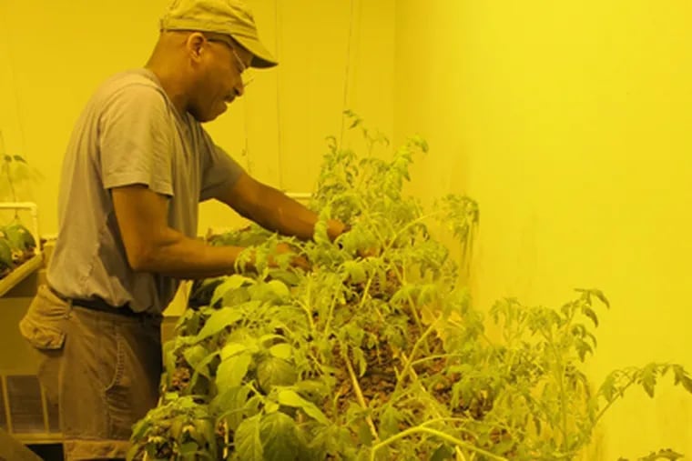 David Young gives aquaponic plants a spray of water at Partnership Community Development Corp.'s Urban Food Lab, in a once-forsaken storefront on 60th Street in West Philadelphia.
