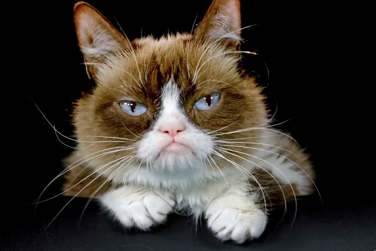 This 2015 file photo shows Grumpy Cat posing for a photo in Los Angeles. Grumpy Cat, who became an internet sensation, has died at age 7, according to her owners.