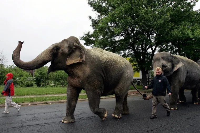 Circus elephant Asia leading other Ringling Bros. and Barnum & Bailey elephants through Trenton in 2009. Ringling Bros. retired its elephants in May but opposes the New Jersey legislation.