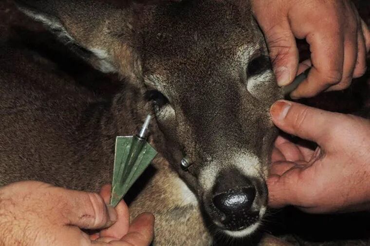 An arrow tip is unscrewed from the head of a deer tranquilized by Fish & Wildlife officers in Rockway Township, N.J., on Saturday, Nov. 9, 2013. The shaft was then pulled out the other side.