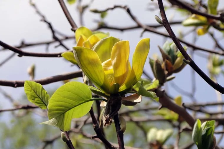 A yellow cucumber magnolia bloom.