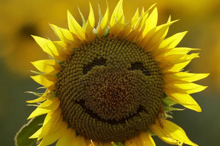 In this Sept. 7, 2016, file photo, a smiley face is seen on a sunflower in a sunflower field in Lawrence, Kan. In the General Social Survey, on a scale of 1 to 3 - where 1 represents "not too happy" and 3 means "very happy" - Americans on average give themselves a 2.18: a hair above "pretty happy."