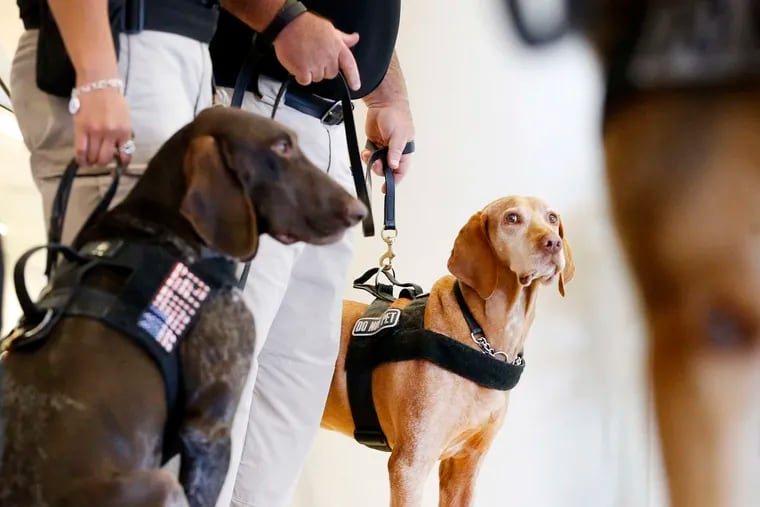 TSA explosive detection canine Bovli, right, joins other dogs for a demonstration at Dallas-Fort Worth International Airport on July 24, 2019.  They were demonstrating the bomb-sniffing canine units that are used at airports across the country. (Tom Fox/Dallas Morning News/TNS)
