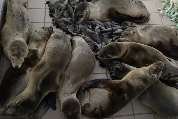 Rescued sea lion pups rest in a holding pen at the Pacific Marine Mammal Center, Monday, March 2, 2015, in Laguna Beach, Calif. Since January, more than 1,100 starving and sickly sea lion pups have washed up along Californiaâ€™s coast. Rescue centers have taken in about 800 but are stretched thin by the demand. (AP Photo/Jae C. Hong)