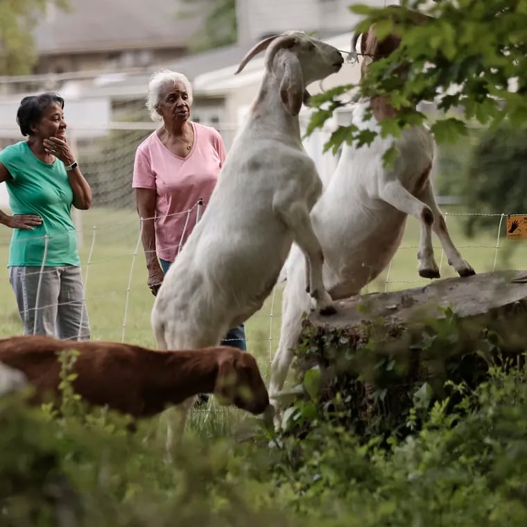 Faye Williams (left) and Alice Bradley watch goats from Amazing Grazing LLC. The herd, owned by Bruce Weber, was hired to eat invasive species at the municipally owned Sycamore Woods in Morton, Delaware County.