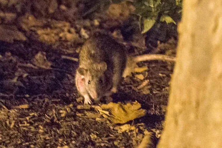 Illuminated by a streetlight, a rat lurks in an opening between bushes on the northeast corner of Rittenhouse Square about 9 p.m. on Sept. 23, 2013. (Colin Kerrigan / Philly.com )