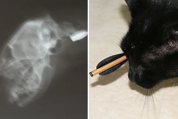 Peter, a 3-year-old cat in Atlantic County, was shot in the head with a 6 ½-inch crossbow bolt Thursday morning. Peter survived and was resting at home Thursday night. Left, a photograph of an X-ray of Peter's head. (Photos from owner Barbara Ciric)