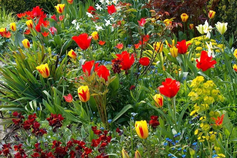 Spring bulbs can be planted within existing perennial beds. Pairings with spring-flowering perennials can be particularly effective. Here, Dutch garden designer Jacqueline van der Kloet has produced a hot color scheme with daffodils, tulips, wallflowers and spurges.