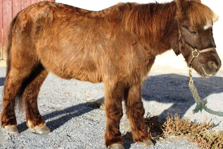 Ranger, like this pony, was exhibiting such symptoms as droopy behavior, hair coat changes, and hoof infections.