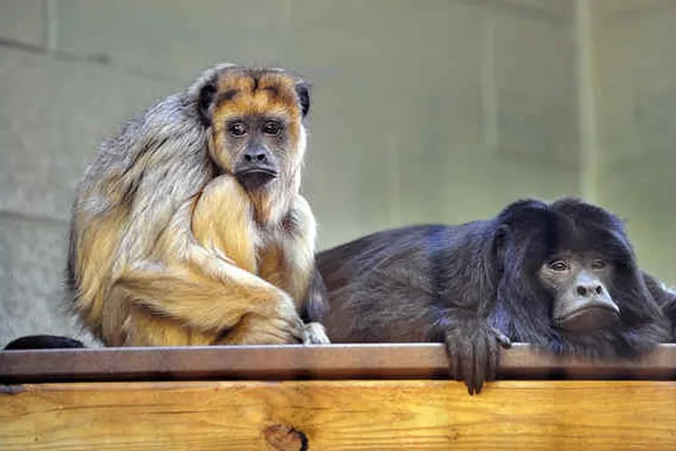 Howler monkeys Amy Lu (left) and Mojo will be part of a new jungle exhibit the Elmwood Park Zoo hopes to open by May.