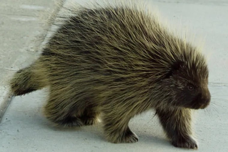 A porcupine wanders around downtown Fairbanks, Alaska. The Pennsylvania Game Commission on Tuesday is poised to declare "open season" on porcupines. (AP File Photo)