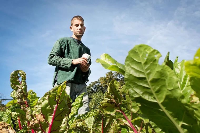 Jack Goldenberg looks over his swiss chard crop in the farm he runs at Awbury Arboretum in Germantown. RON TARVER / Staff Photographer