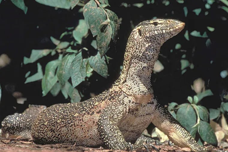 It's a lizard's life at Academy of Natural Sciences