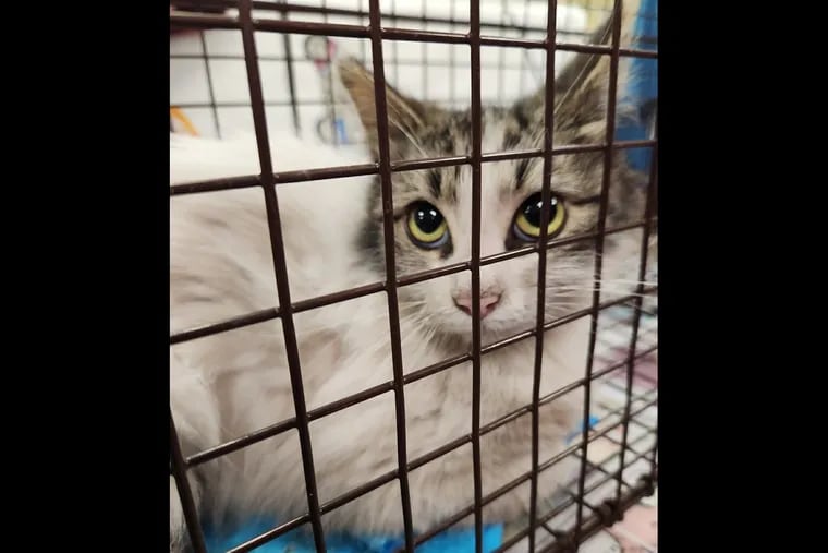 Monday morning, Subrina was rescued from the tracks of the Broad Street subway line by SEPTA and the Stray Cat Relief Fund.