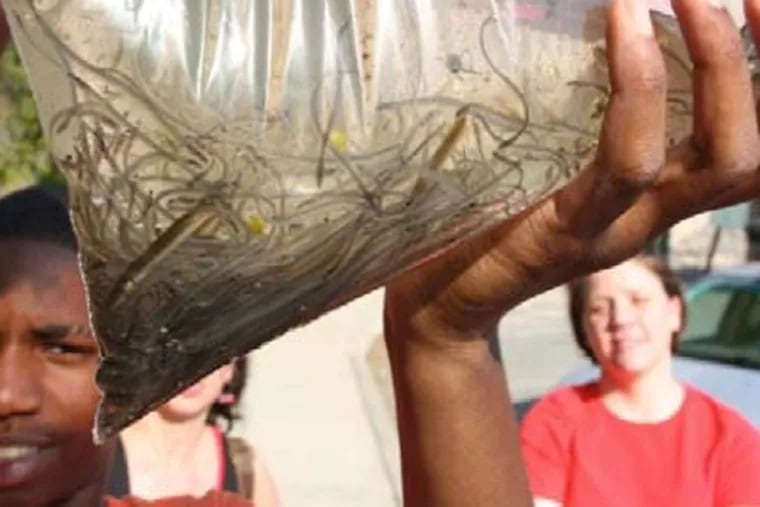According to the state Division of Fish and Wildlife, American Eels are considered a delicacy in Asia and sell on the black market for $1,600 to $2,600 per pound. ( Photo: Hudson River Eel Project Report via N.Y. Department of Environmental Conservation )