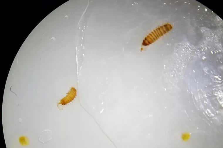 Khapra beetle larvae, an insect considered one of the world’s most destructive pests for grains, cereals and stored foods.